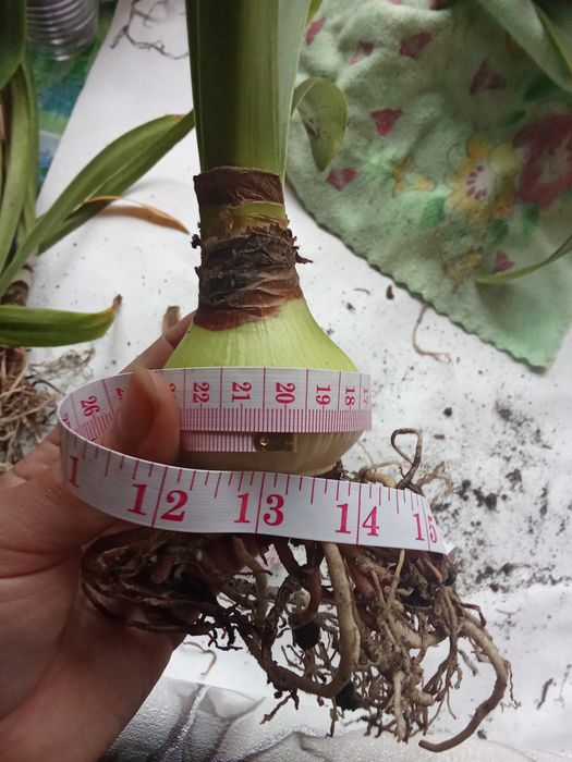 Кімнатні рослини (гіпеаструм, амариліс)