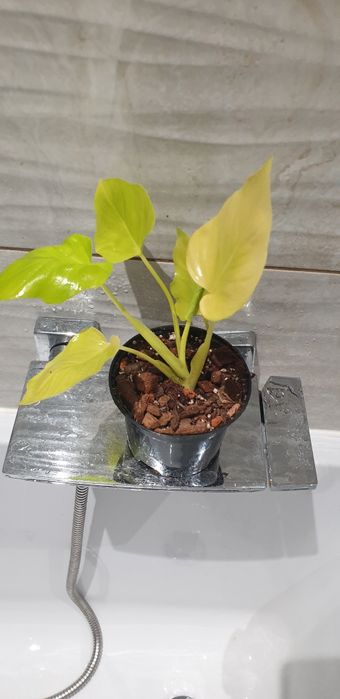 Philodendron varsewiczi Aurea