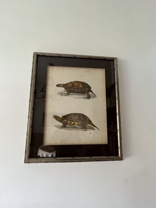Dois quadros tartarugas