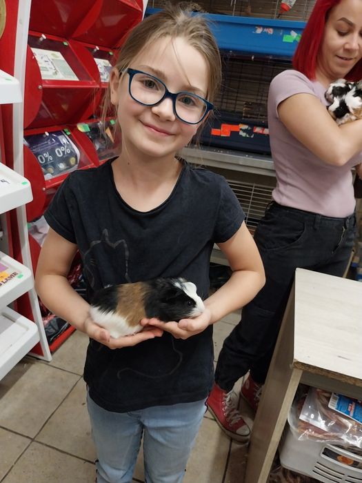 Świnka morska, cavia domowa, samiczka ur.02.07.25