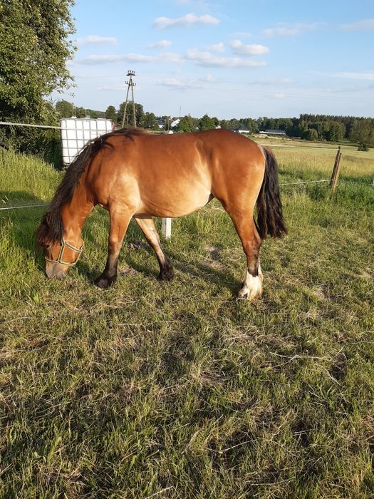 Źrebica zimnokrwista