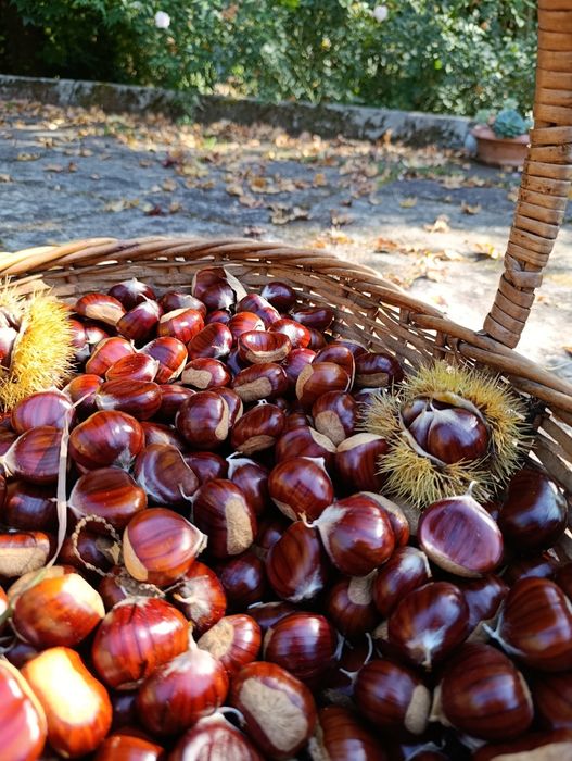 Castanhas sem químicos