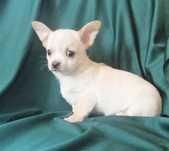 Chihuahua cachorro com qualidade