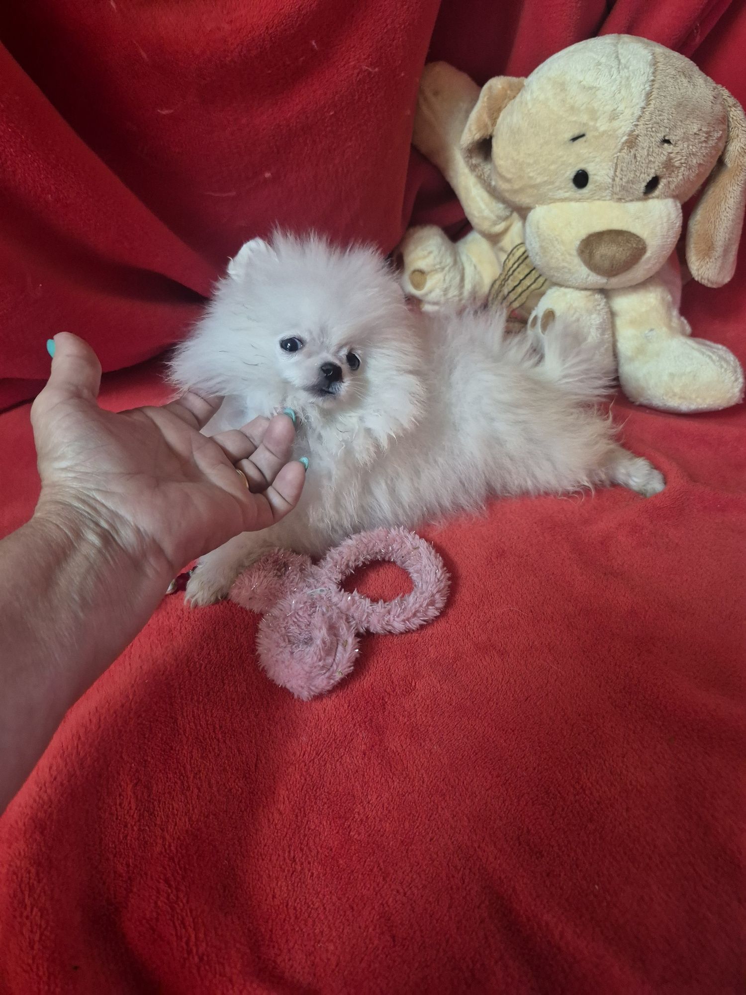 Spitz Alemão Anão Fêmea Mini Com LOP e Afixo Criadora Registada PT 308