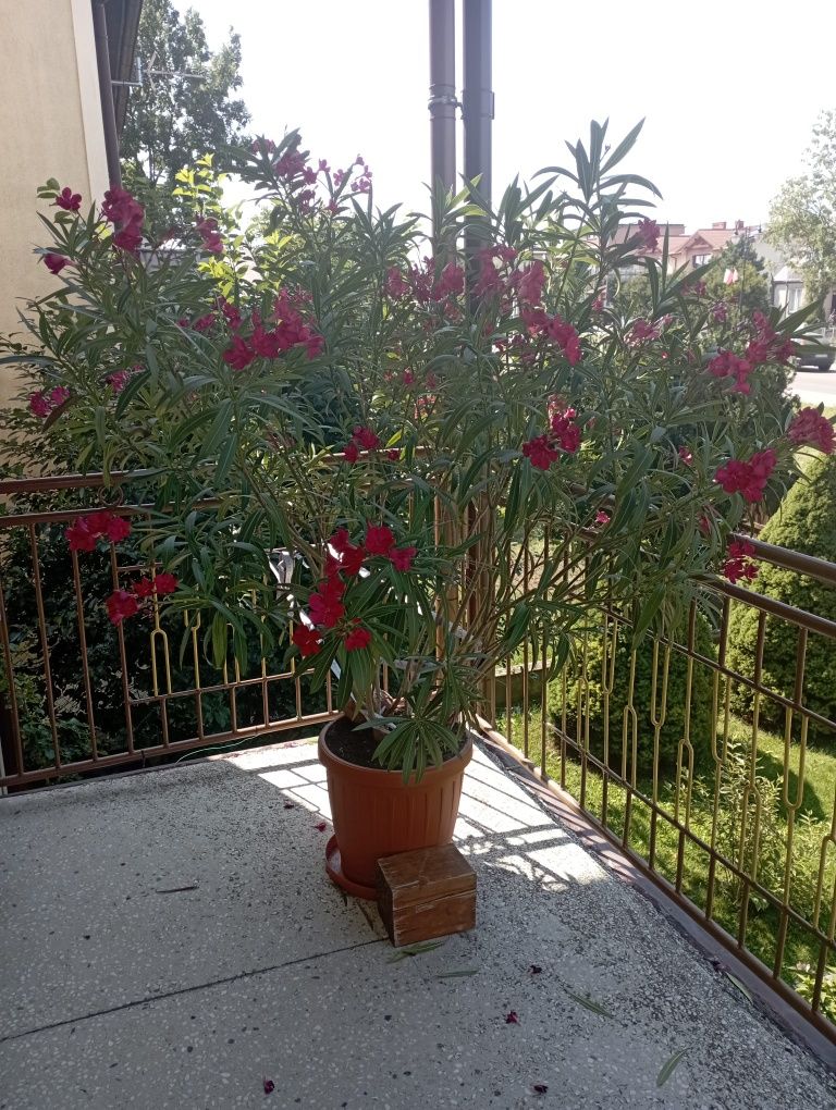 Piękny oleander w kolorze fuksji!