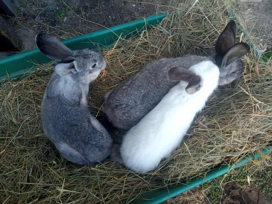 Młode króliki mieszańca wraz z samicą