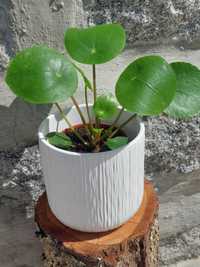 [Planta] Pilea Peperomioides