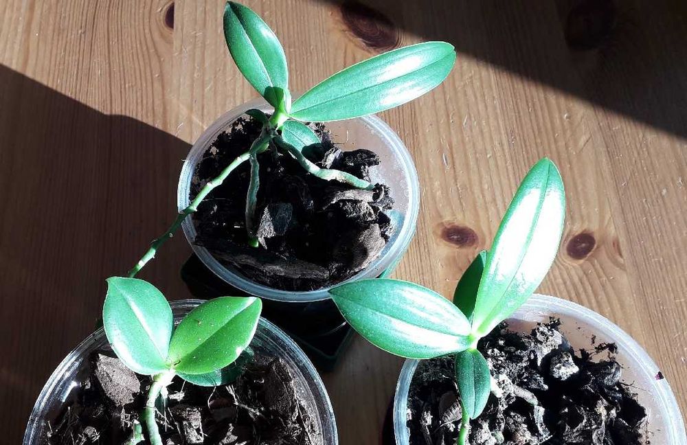 Storczyk botaniczny phalaenopsis equestris keiki - rezerwacja!