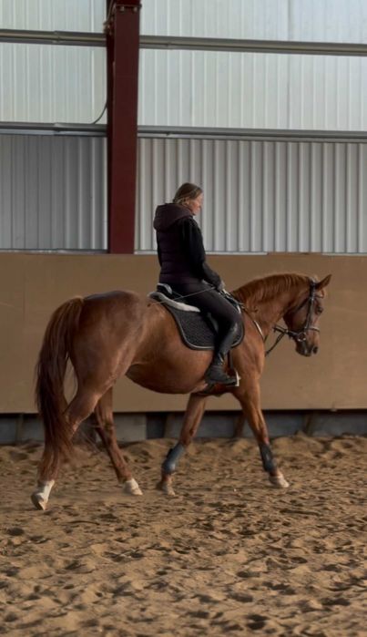 Klacz deutsche sportpferd- profesor