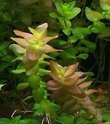 bacopa caroliniana