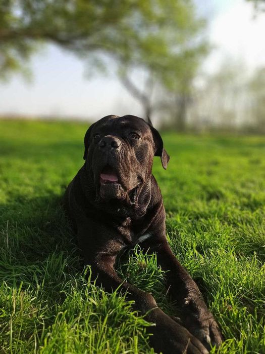 Вязка кане-корсо