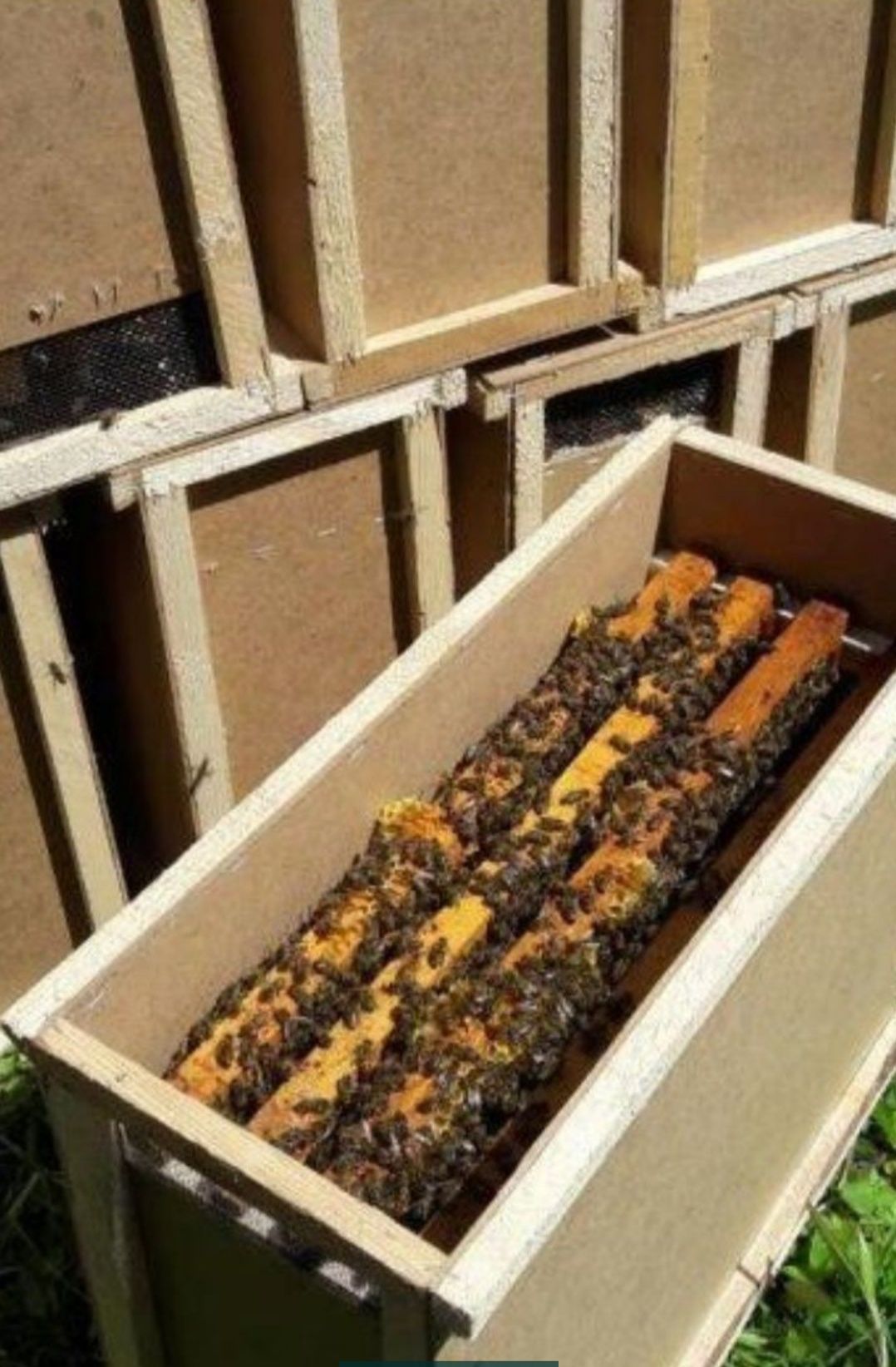 Пчелопакеты с места  1300грн