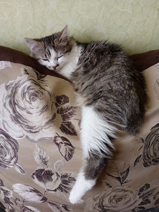 Кошечка 5 месяцев ищет семью