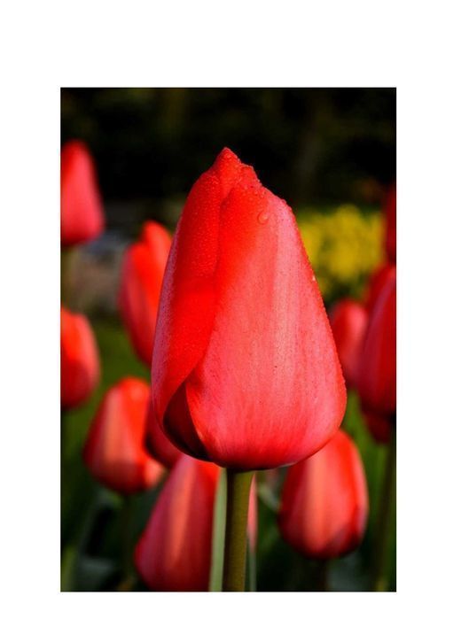 TULIPAN Czerwony 25 szt Cebulki Tulipanów Czerwonych TULIPANY Czerwone