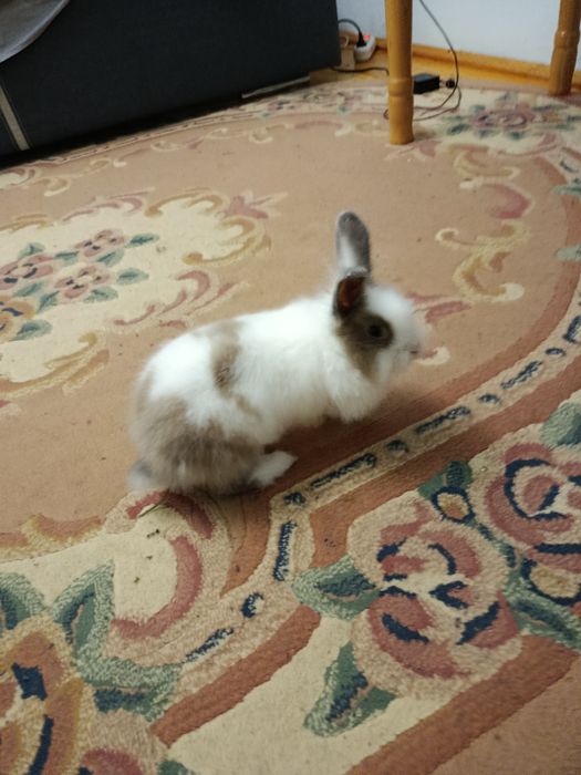 Срочно!Продам кролика с клеткой !