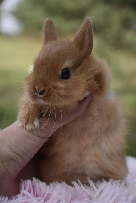 Karzełki niderlandzkie / mini króliczki / prawdziwe maluszki