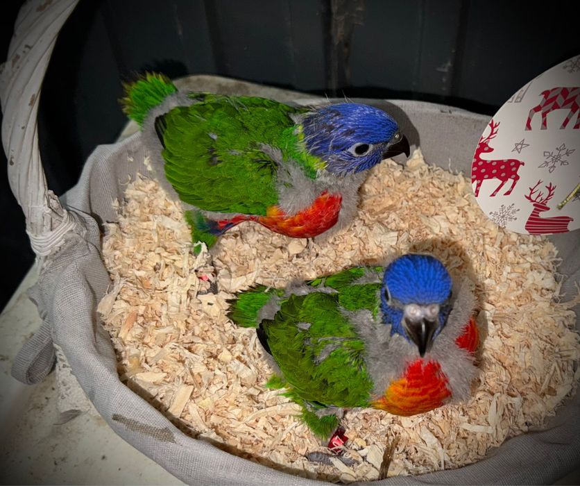 Casal de Loris Arco-Iris para acabar de criar á mão