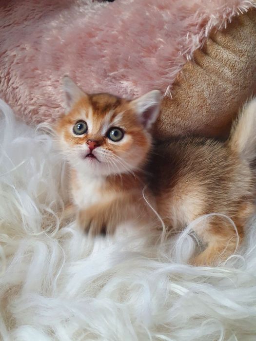 Золота красунечка Ny 25