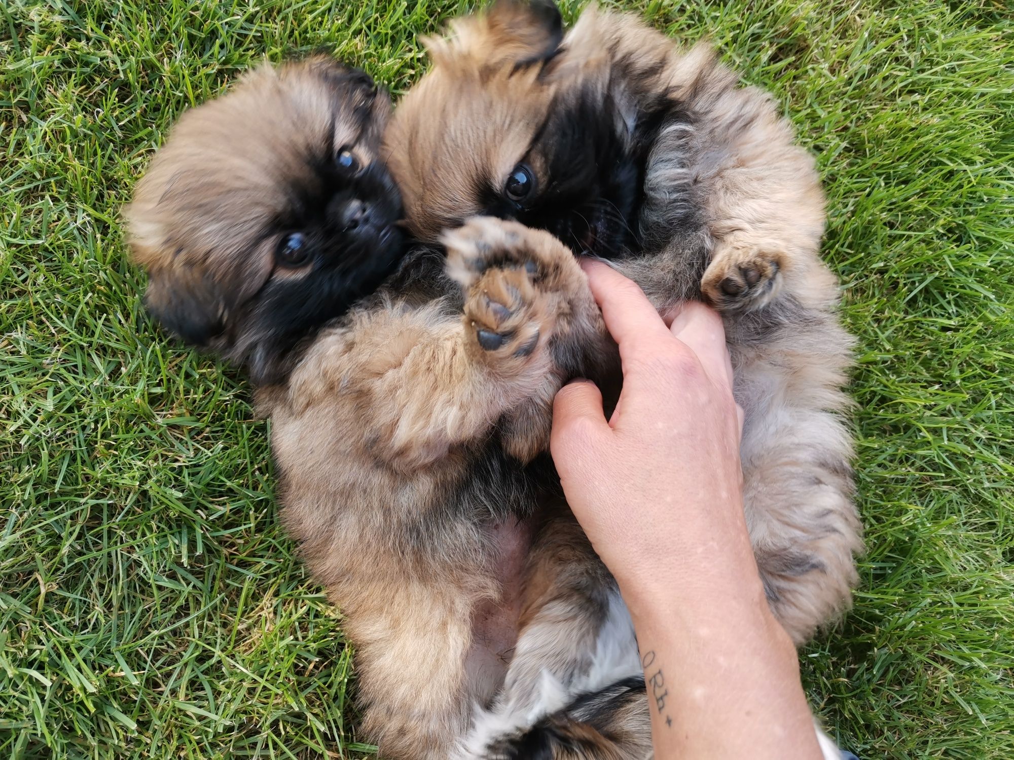 Pekińczyk Szczeniak Nie Shih Tzu