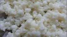 Domowy kefir grzybek tybetański 20g