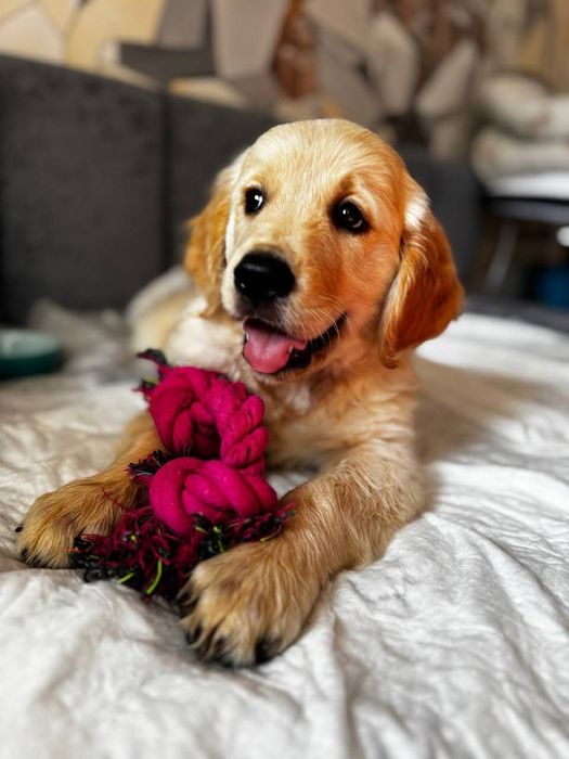 ЗолЗолотистый ретривер. ГОЛДЕН РЕТРИВЕР