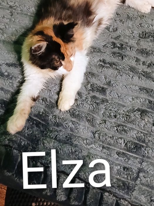 Sprzedam kotkę Maine Coon urodzoną 9.07.2025 roku o imieniu Elza