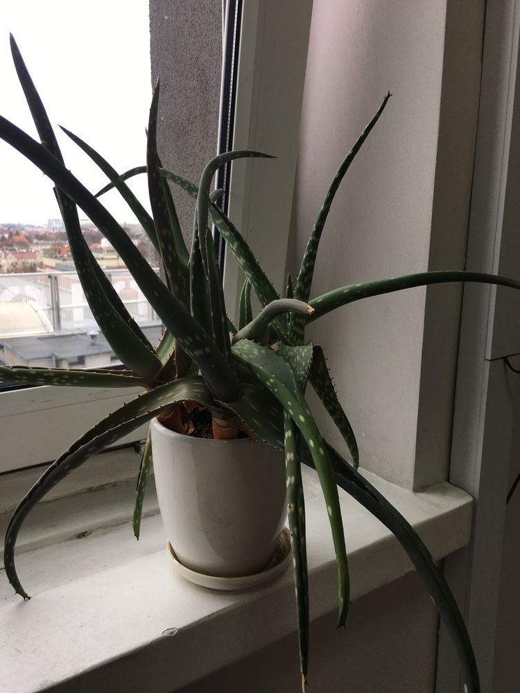 AKTUALNE Aloes leczniczy aloe vera nakrapiany leczniczy GDAŃSK ODBIÓR