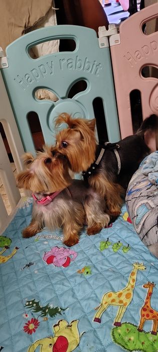 Yorkshire Terrier piesek mini mini