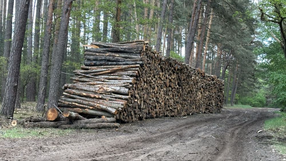 Sprzedam drewno Olchowe, Olcha kłoda