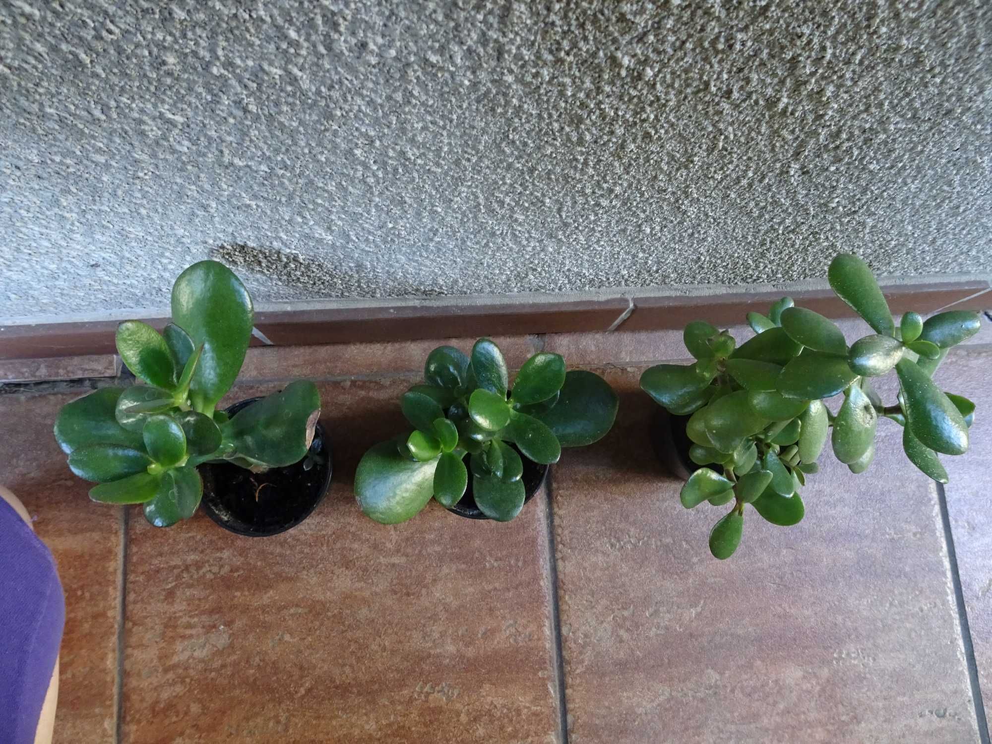 Grubosz crassula drzewko szczęścia