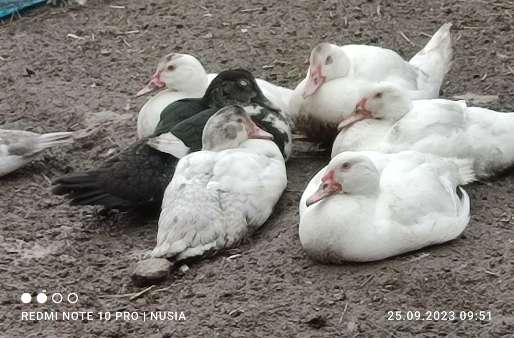 Tuszki z kaczki, mięso z kaczek, zdrowe mięso ze wsi,