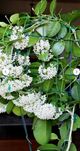 Hoya Australis cięta duża sadzonka
