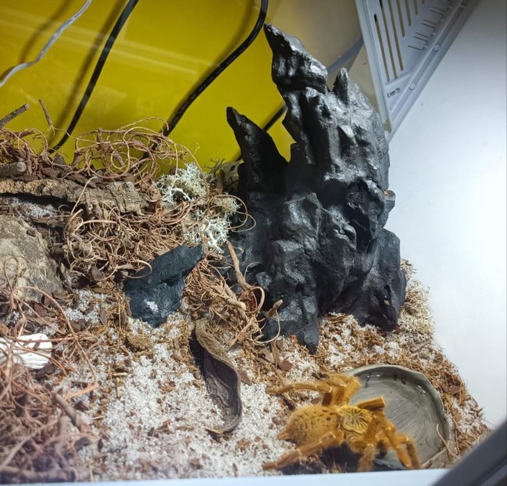 Pająk- Pterinochilus murinus usambara (samica)