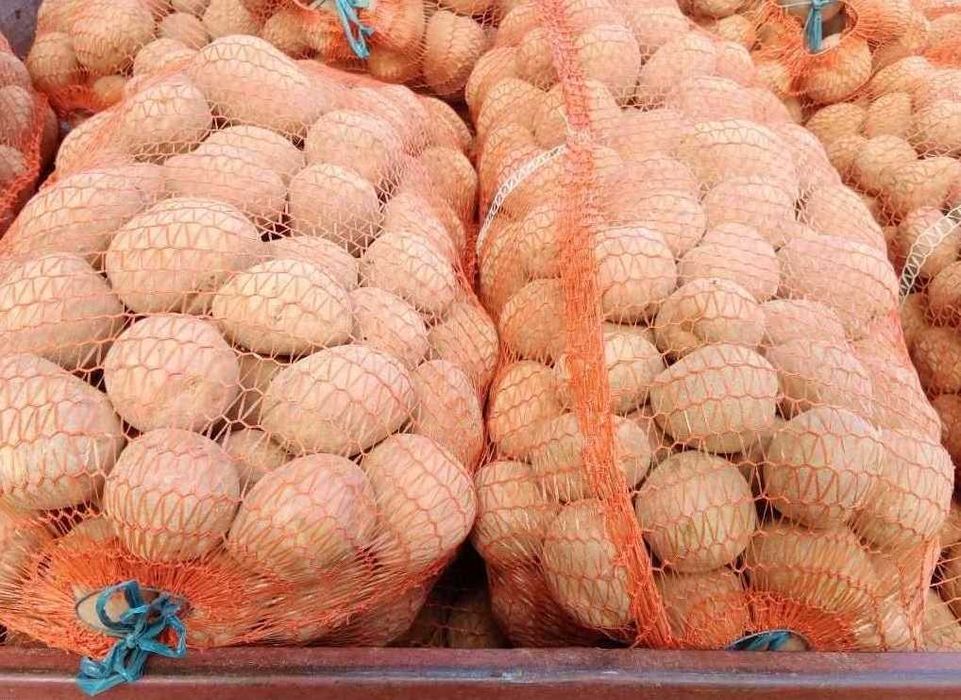 Ziemniaki jadalne Bellarosa z własnej uprawy