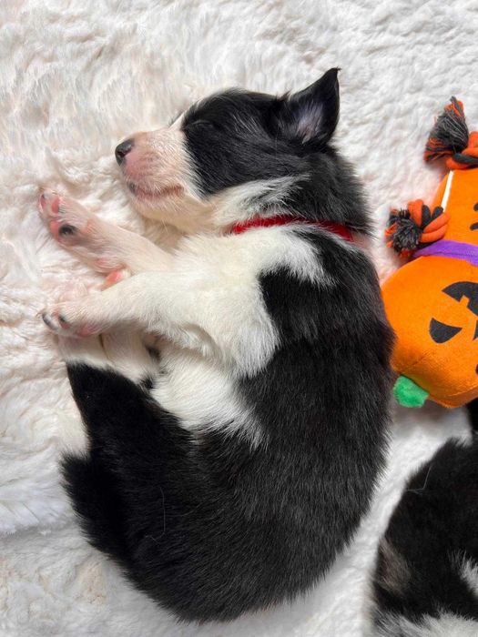 szczeniak Border Collie ZKwP (FCI) czarno-biały