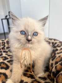 Kot Kotka Ragdoll Badania Genetyczne Rodowód