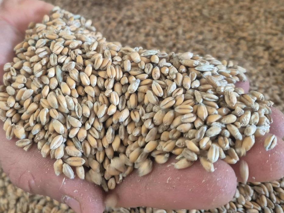 Sprzedam pszenicę 2025