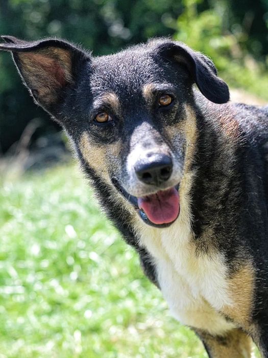 Roxi poleca się do adopcji