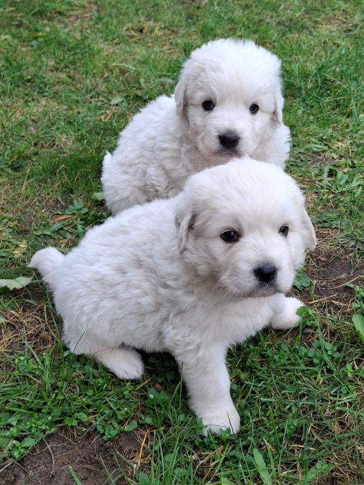 Polski Owczarek Podhalański  do rezerwacji