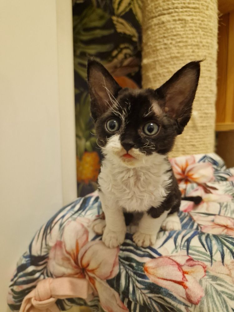 Kotka Devon Rex czarno-biała