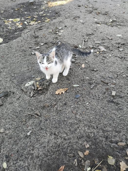 Oddam w dobre ręce małe kotki