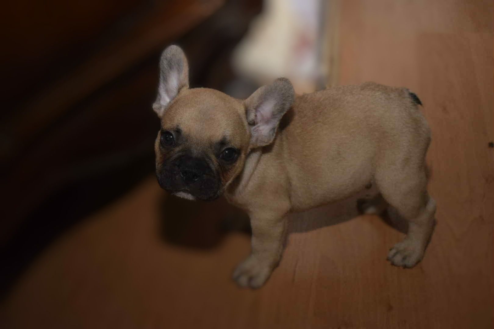 Buldog francuski piękny chłopak