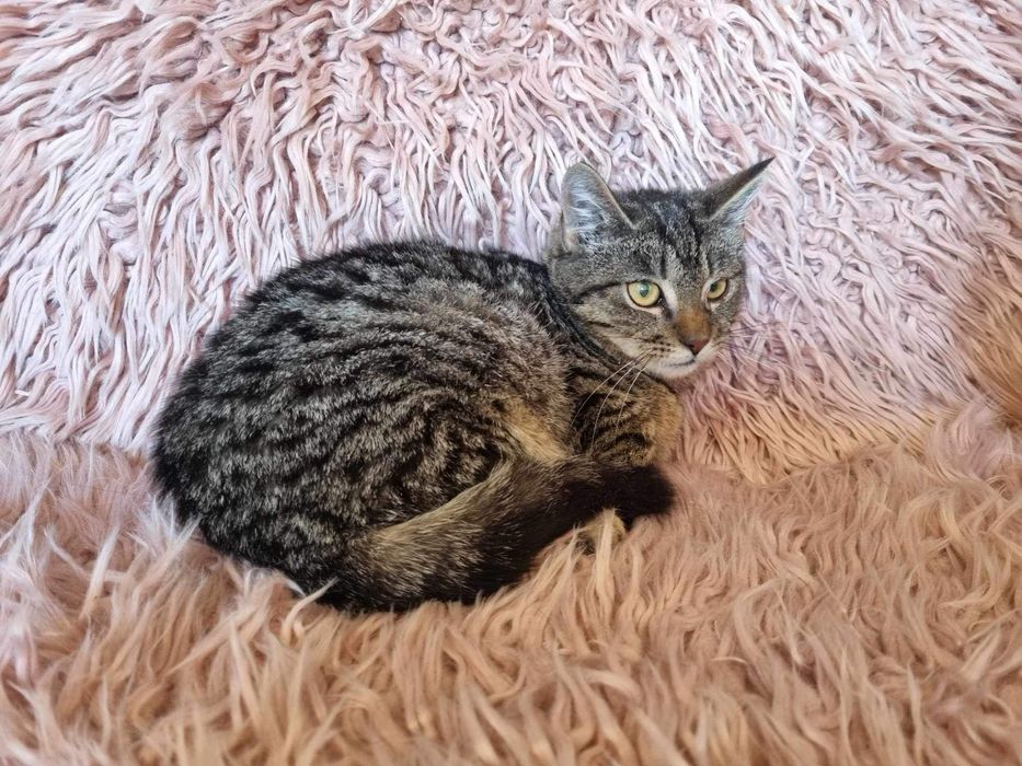 Urocze kociaki szukają domku