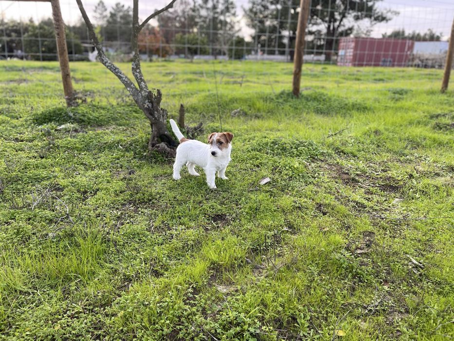 Jack Russell Terrier - Cerdoso