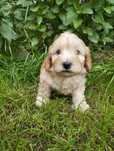 Cavapoo piesek , ( nie maltipoo, maltańczyk, cavalier, pudel)