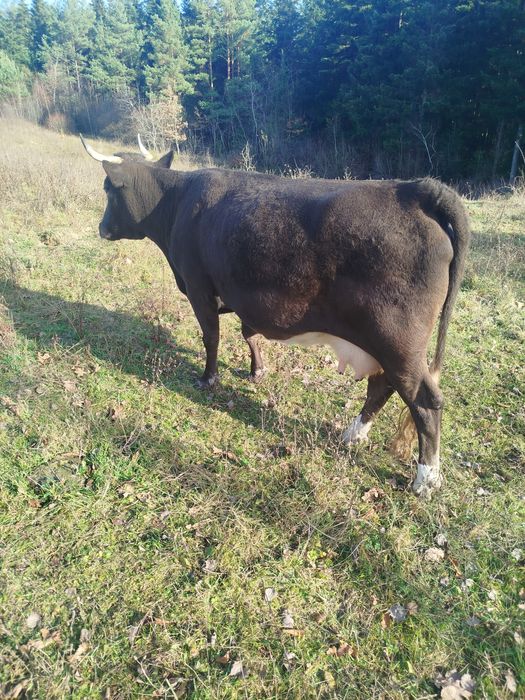 Продам корову тільна