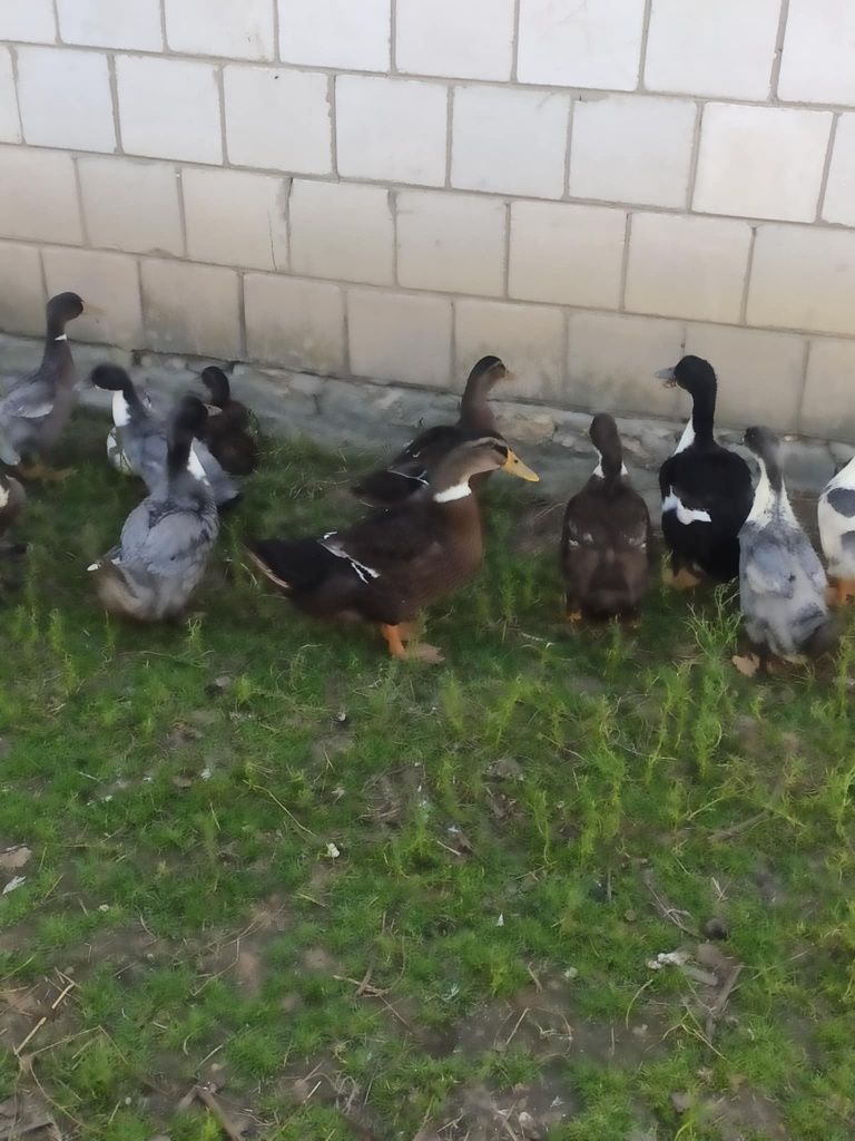 Kaczki odchowane 30- 50 zł