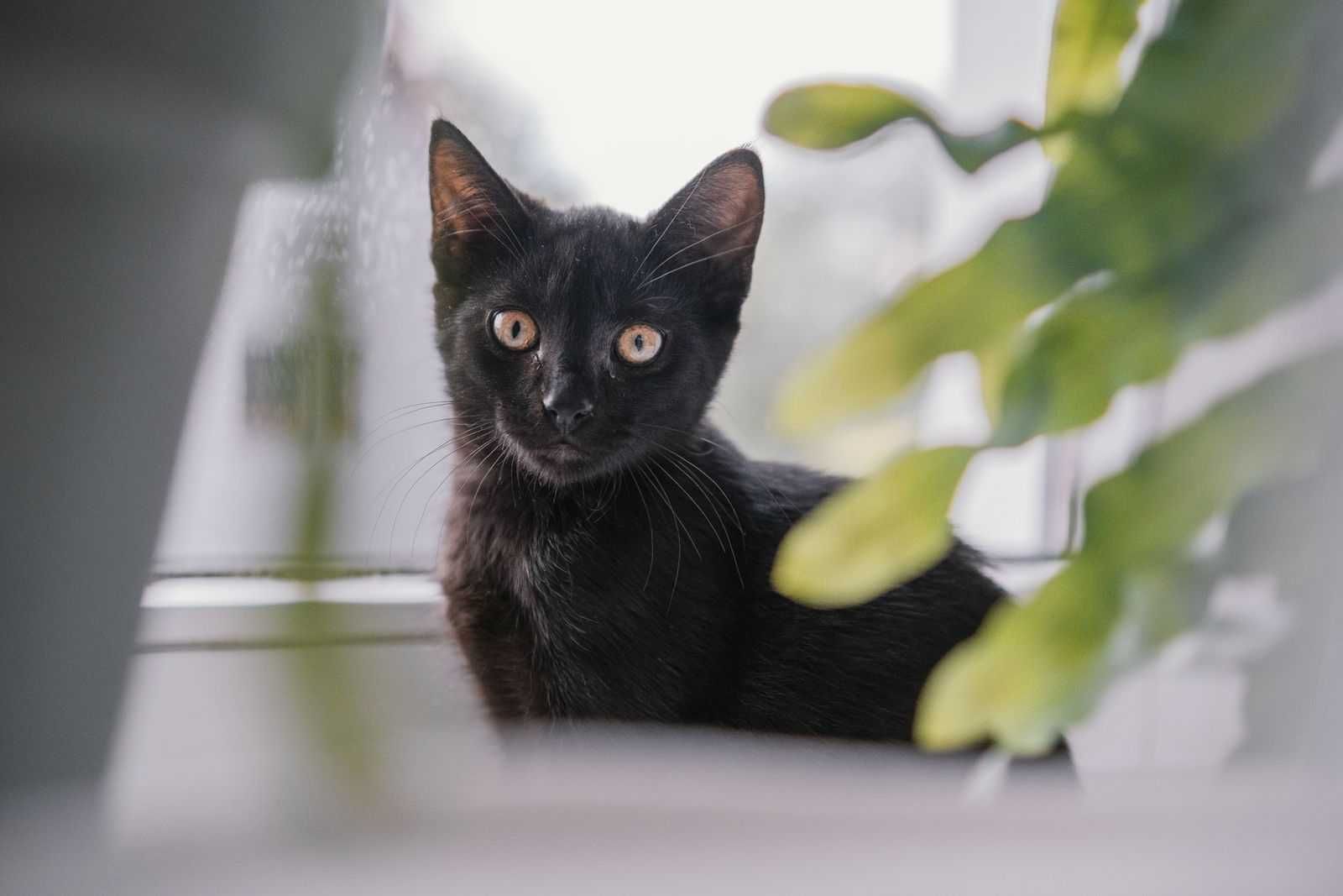 cudne maluchy rozne do adopcji