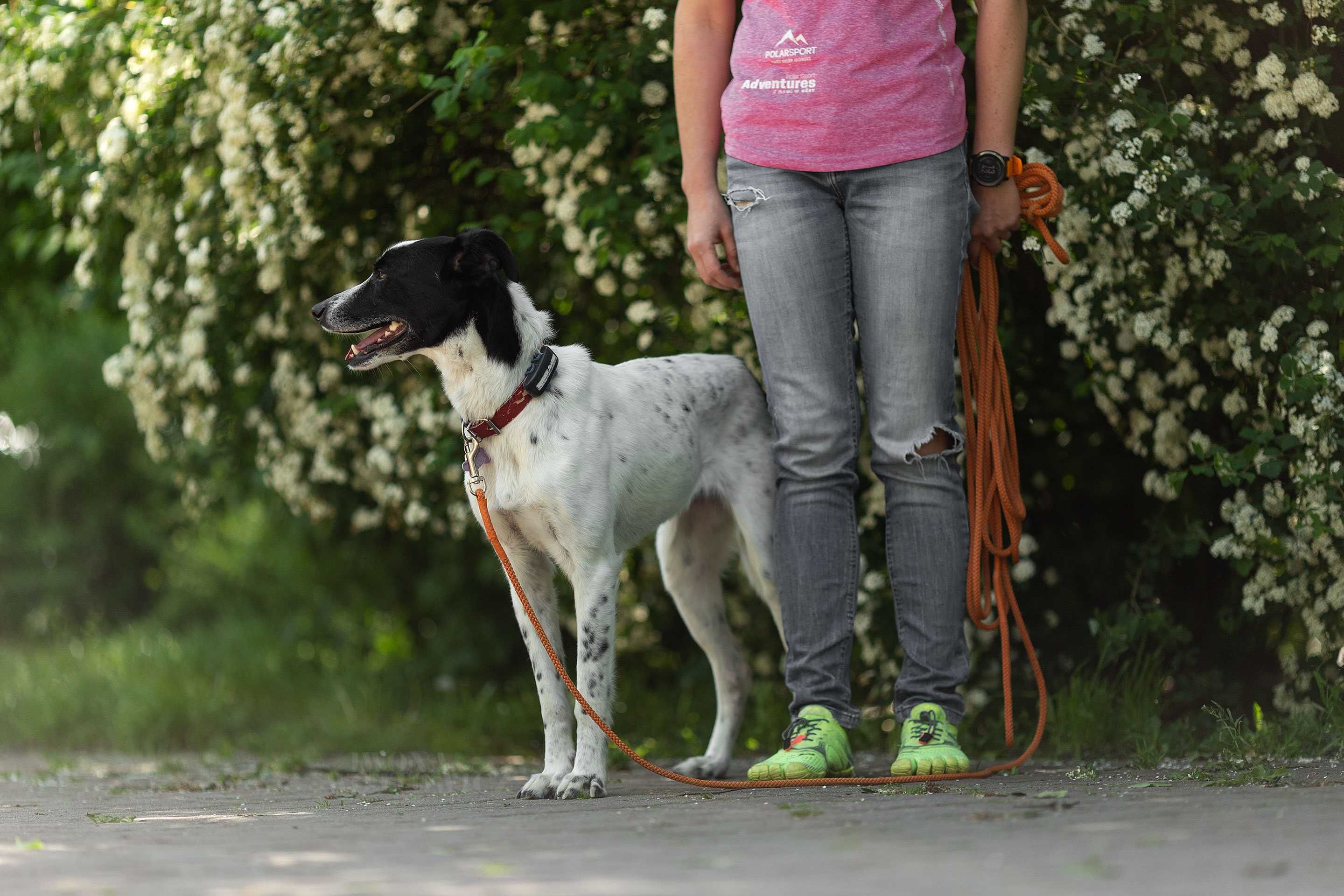 Nieśmiała Feira w typie charta szuka domu!