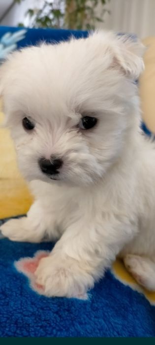 Maltańczyk mały śliczny piesek.